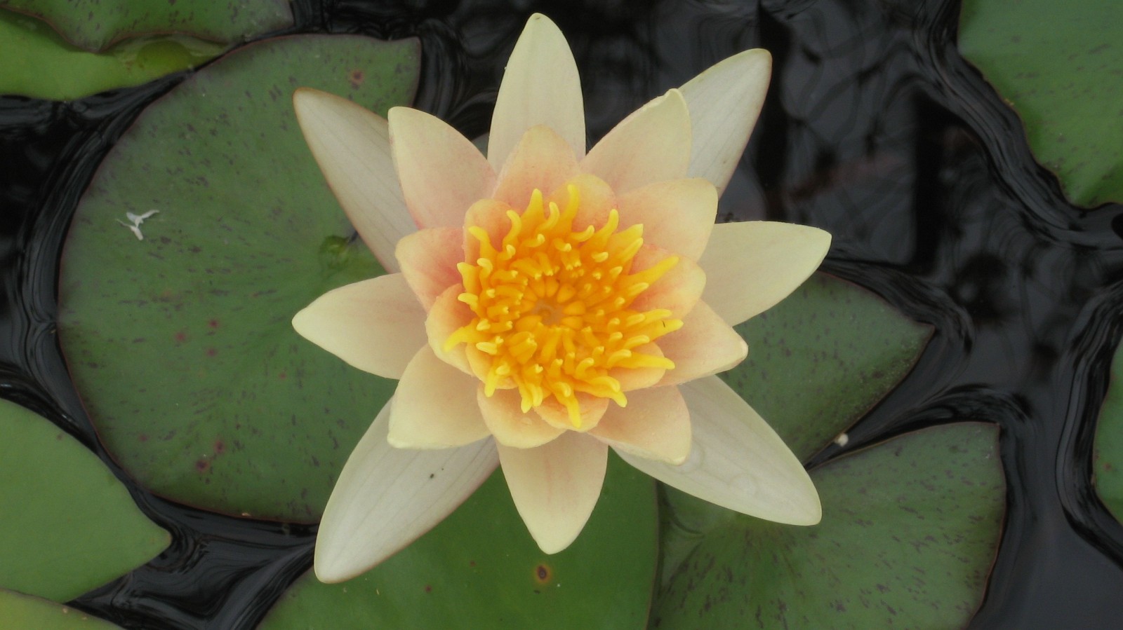 Praktijk De Lotusbloem